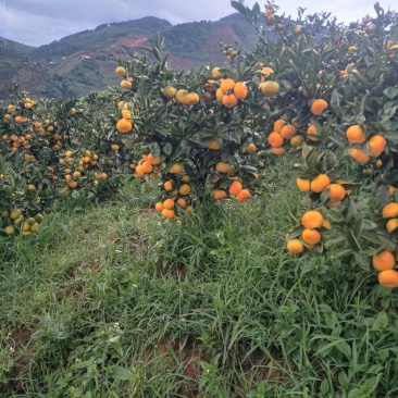 蜜橘小果