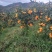 蜜橘小果