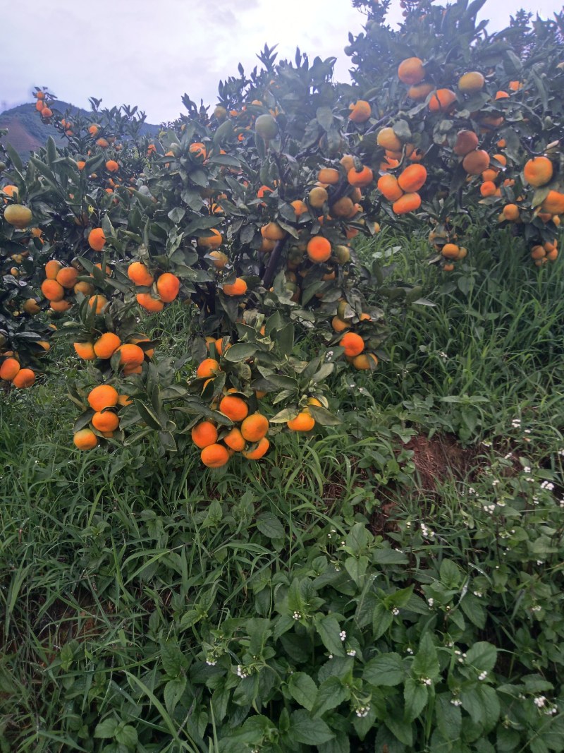 蜜橘小果