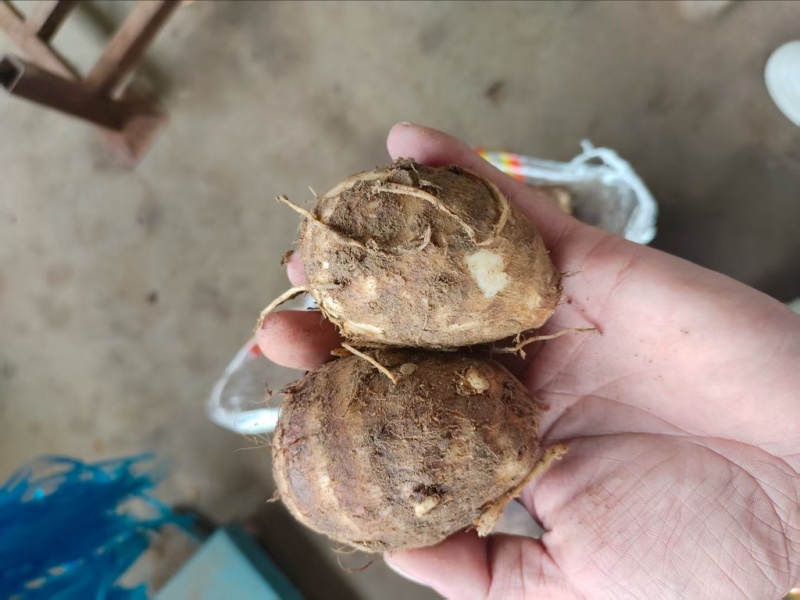 山东精品毛芋头基地直供质量保证对接商超市场量大优惠