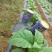 根结线虫产品哈茨木霉淡紫紫孢菌复配以菌抑菌