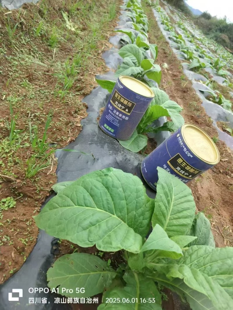 根结线虫产品哈茨木霉淡紫紫孢菌复配以菌抑菌