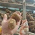 山东精品毛芋头基地直供质量保证对接商超市场量大优惠