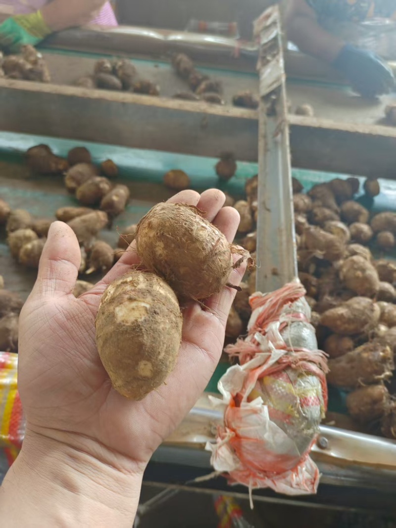 山东精品毛芋头基地直供质量保证对接商超市场量大优惠