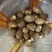 山东精品毛芋头基地直供质量保证对接商超市场量大优惠