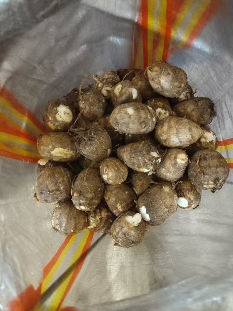 山东精品毛芋头基地直供质量保证对接商超市场量大优惠