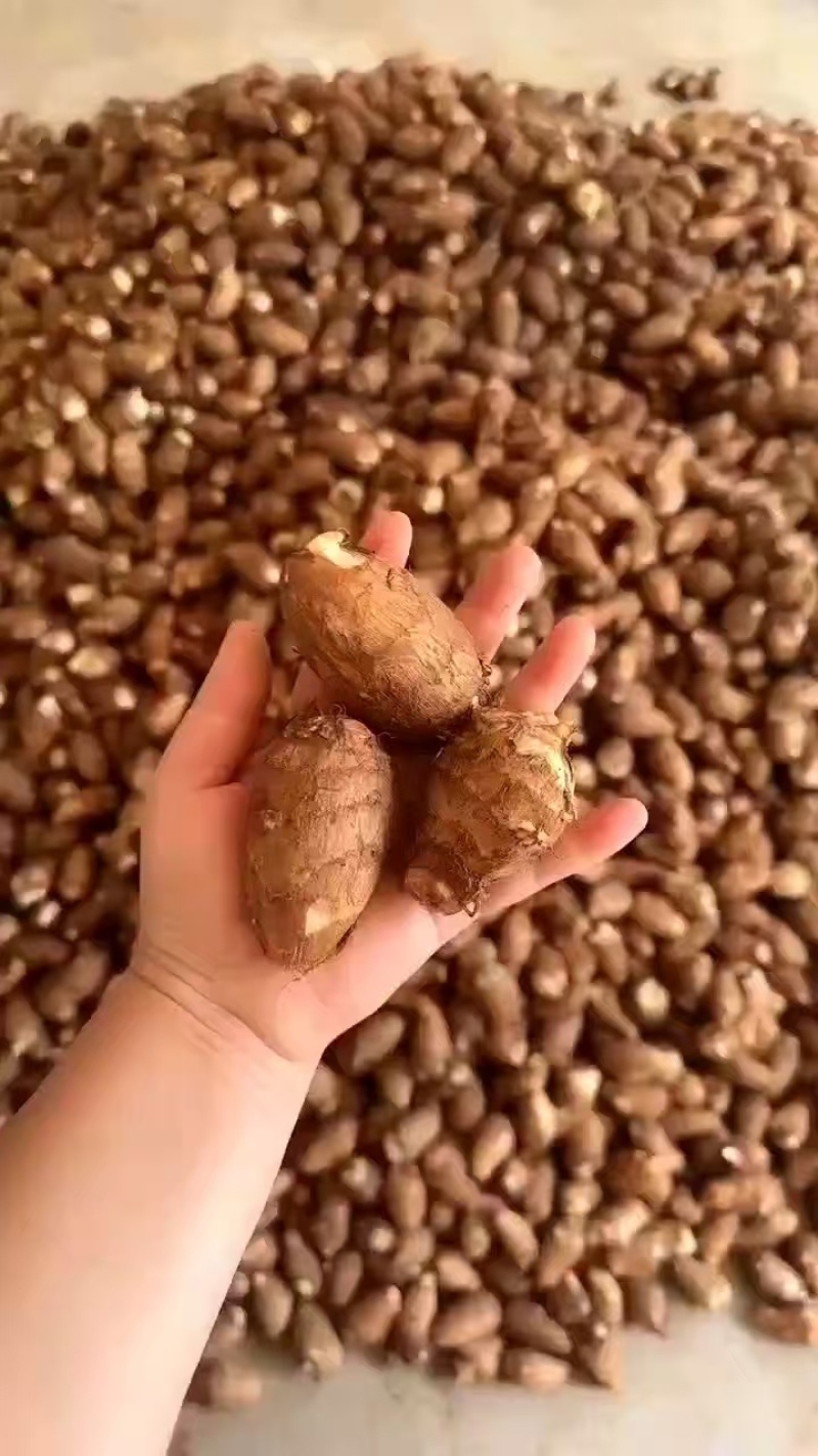 山东精品毛芋头基地直供质量保证对接商超市场量大优惠
