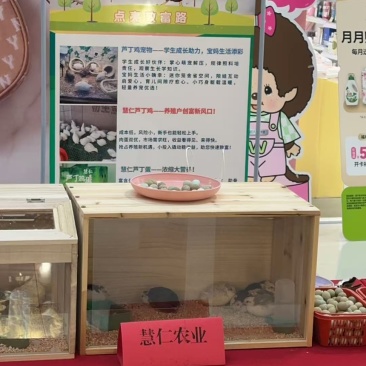 芦丁鸡