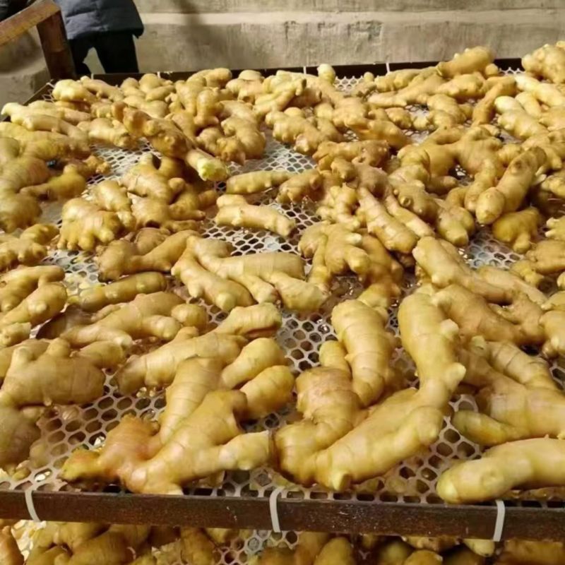 精选山东生姜大黄姜基地直发质量保证全国发货对接商超