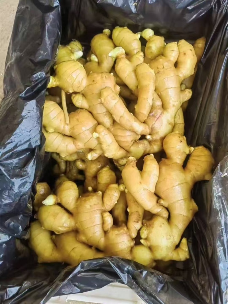 精选山东生姜大黄姜基地直发质量保证全国发货对接商超