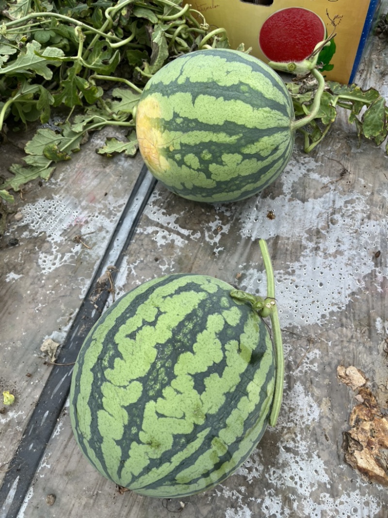 美都麒麟西瓜