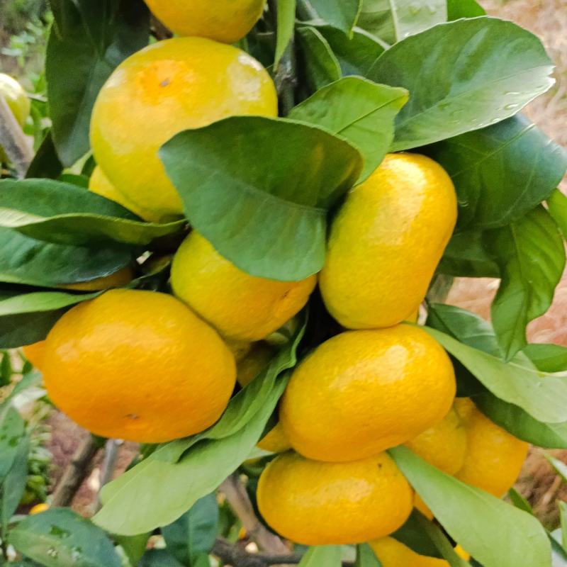 高山蜜橘