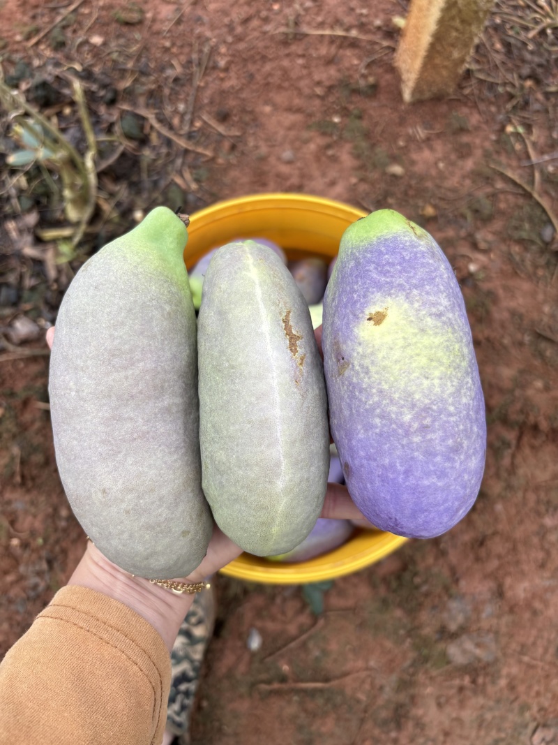 八月瓜