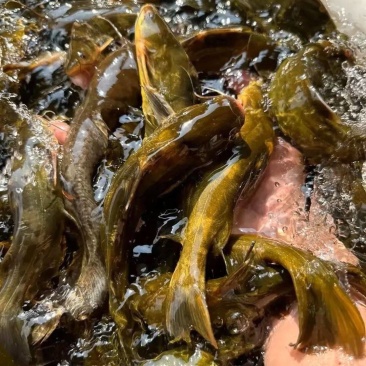 黄颡黄骨鱼苗黄辣丁淡水冷水小鱼苗活体耐活食用鱼塘养殖小型