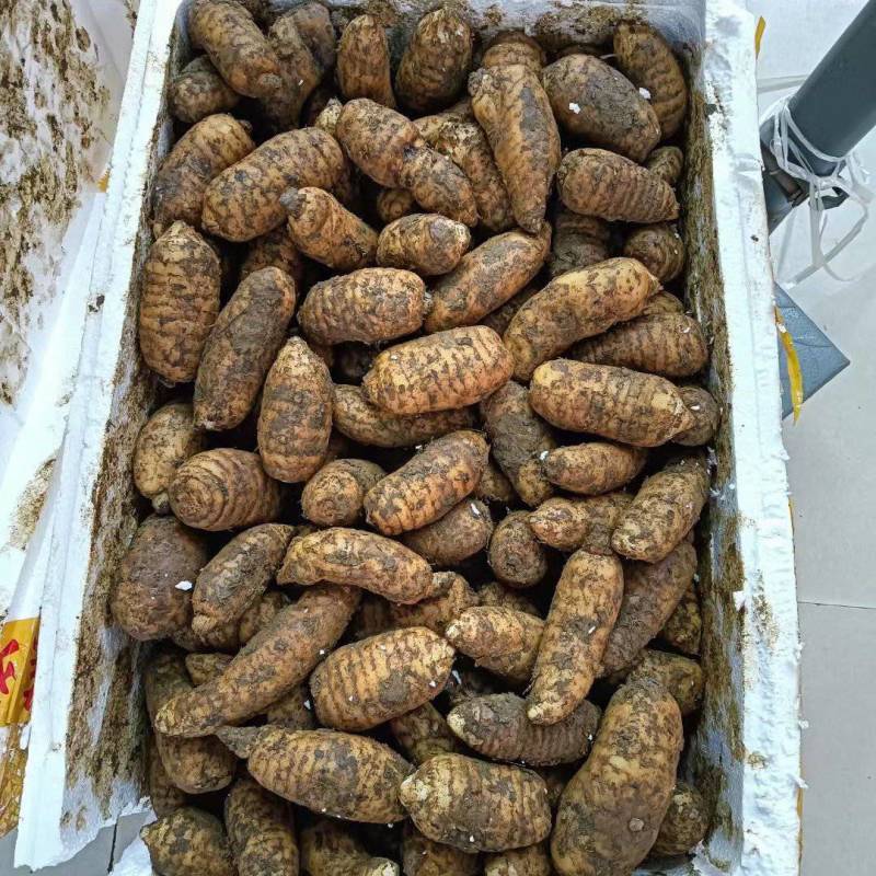 鲜天麻