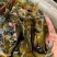 黄颡黄骨鱼苗黄辣丁淡水冷水小鱼苗活体耐活食用鱼塘养殖小型