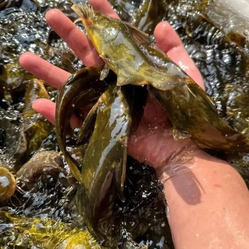 黄颡黄骨鱼苗黄辣丁淡水冷水小鱼苗活体耐活食用鱼塘养殖小型