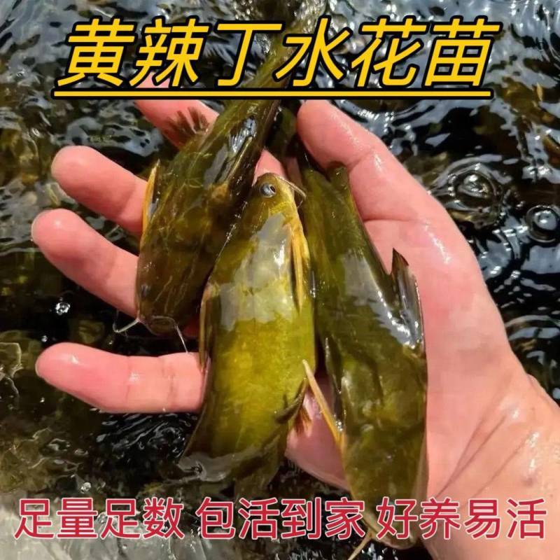 黄颡黄骨鱼苗黄辣丁淡水冷水小鱼苗活体耐活食用鱼塘养殖小型