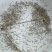 黄颡黄骨鱼苗黄辣丁淡水冷水小鱼苗活体耐活食用鱼塘养殖小型