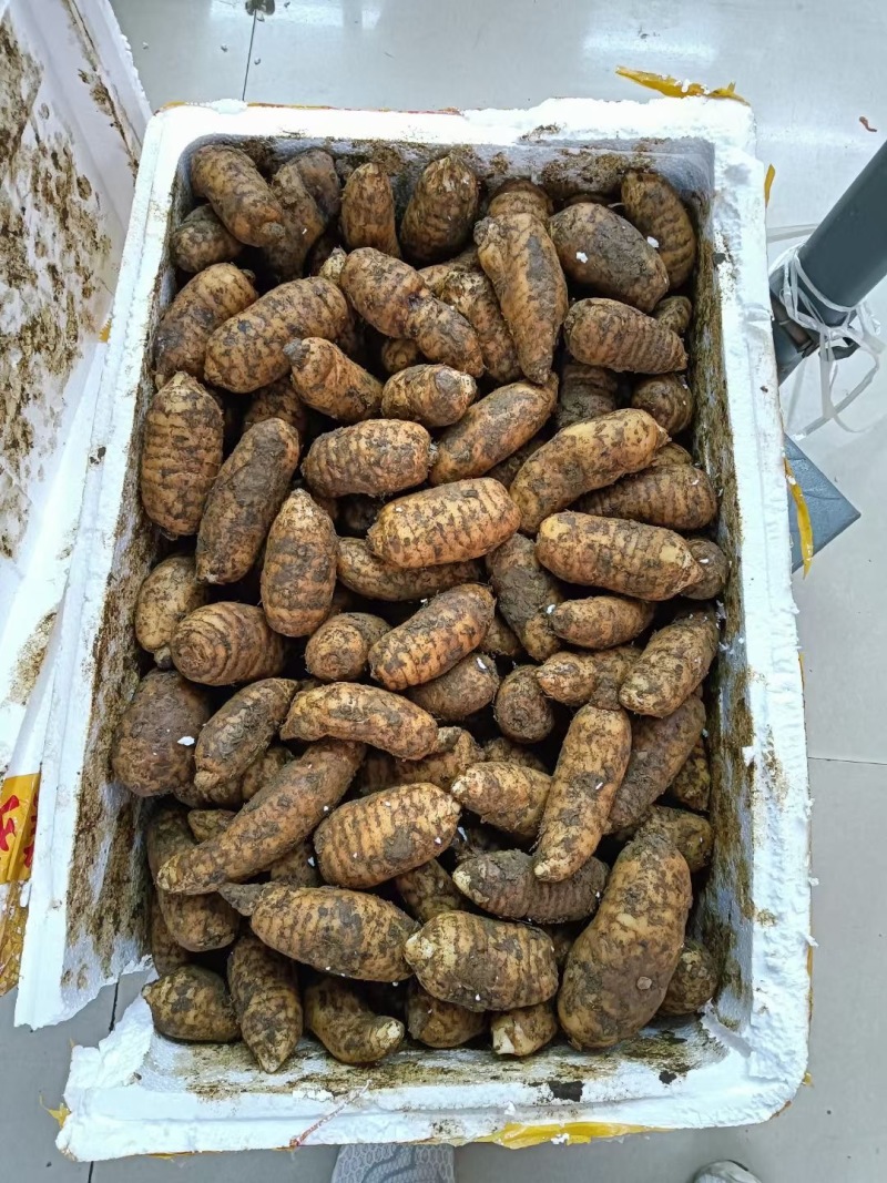 鲜天麻