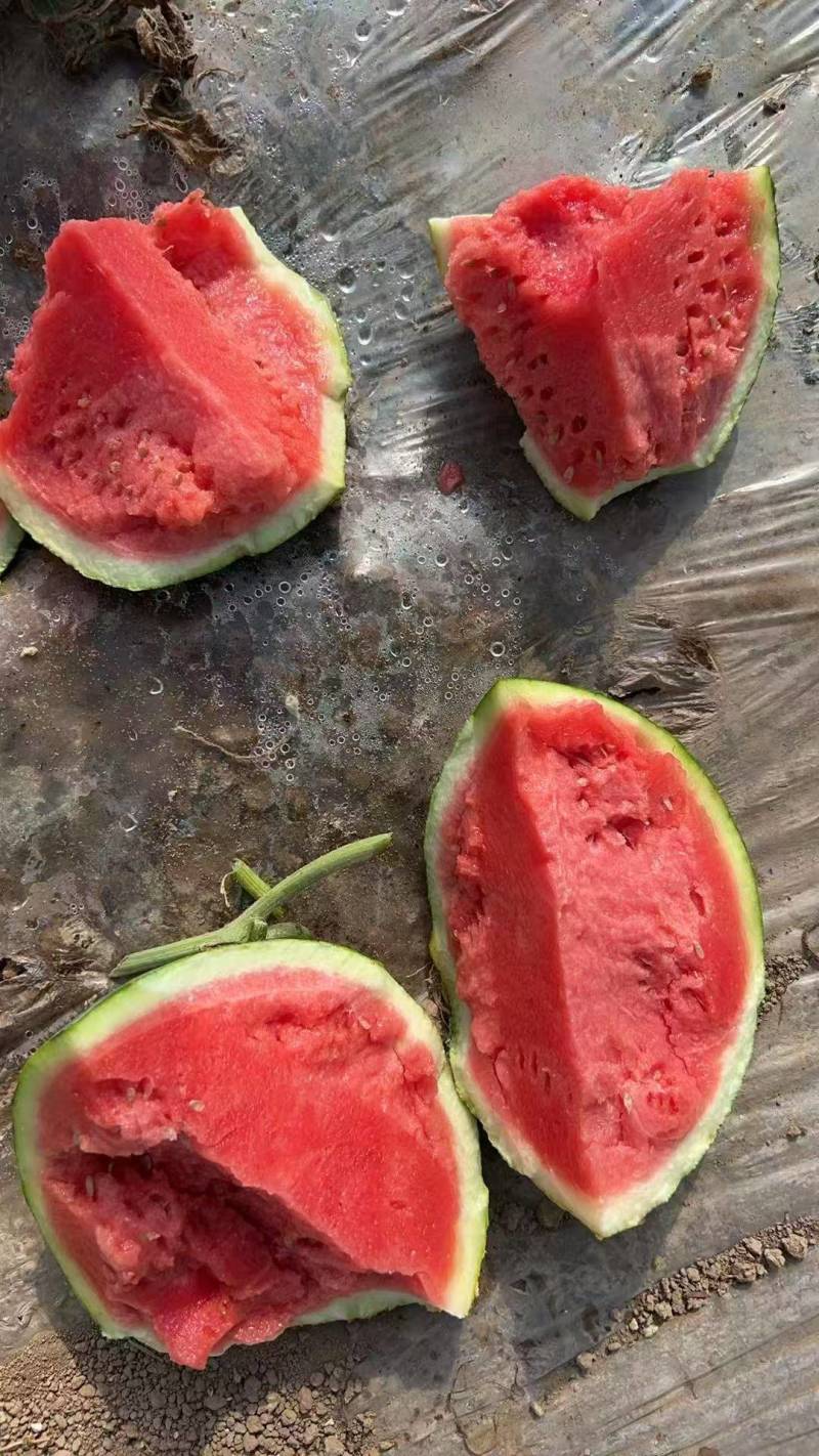 夏邑精品美都无籽西瓜大量供应一手货源欢迎联系要货