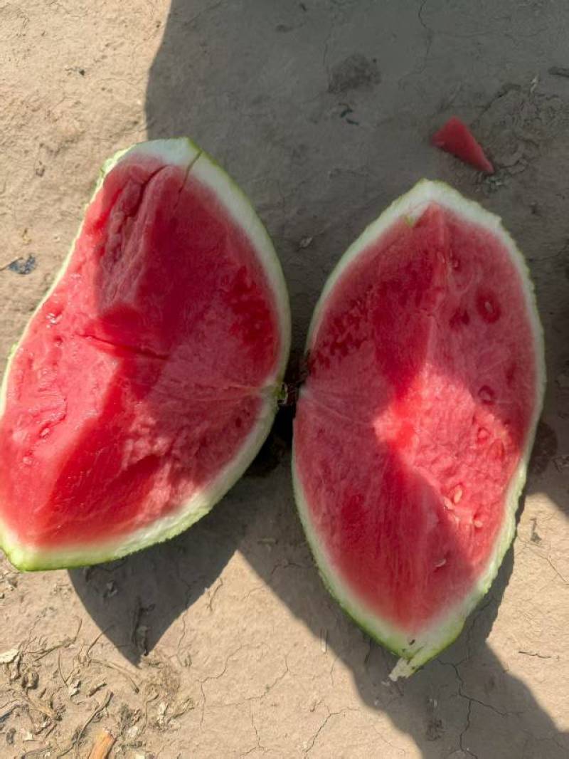 夏邑精品美都无籽西瓜大量供应一手货源欢迎联系要货