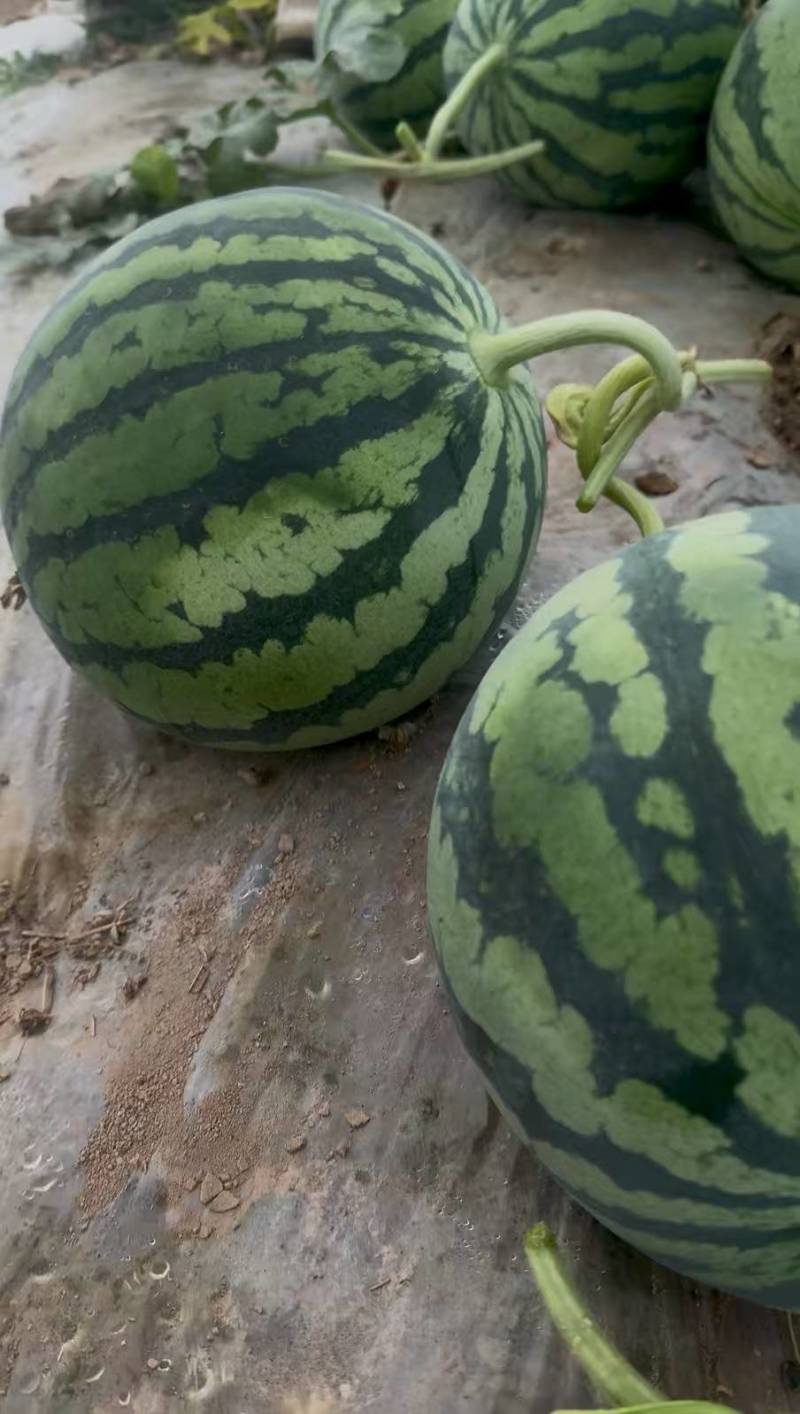 夏邑精品美都无籽西瓜大量供应一手货源欢迎联系要货