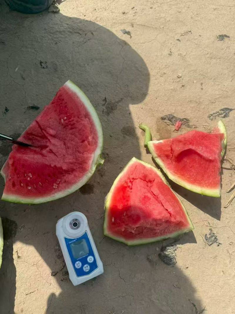 夏邑精品美都无籽西瓜大量供应一手货源欢迎联系要货