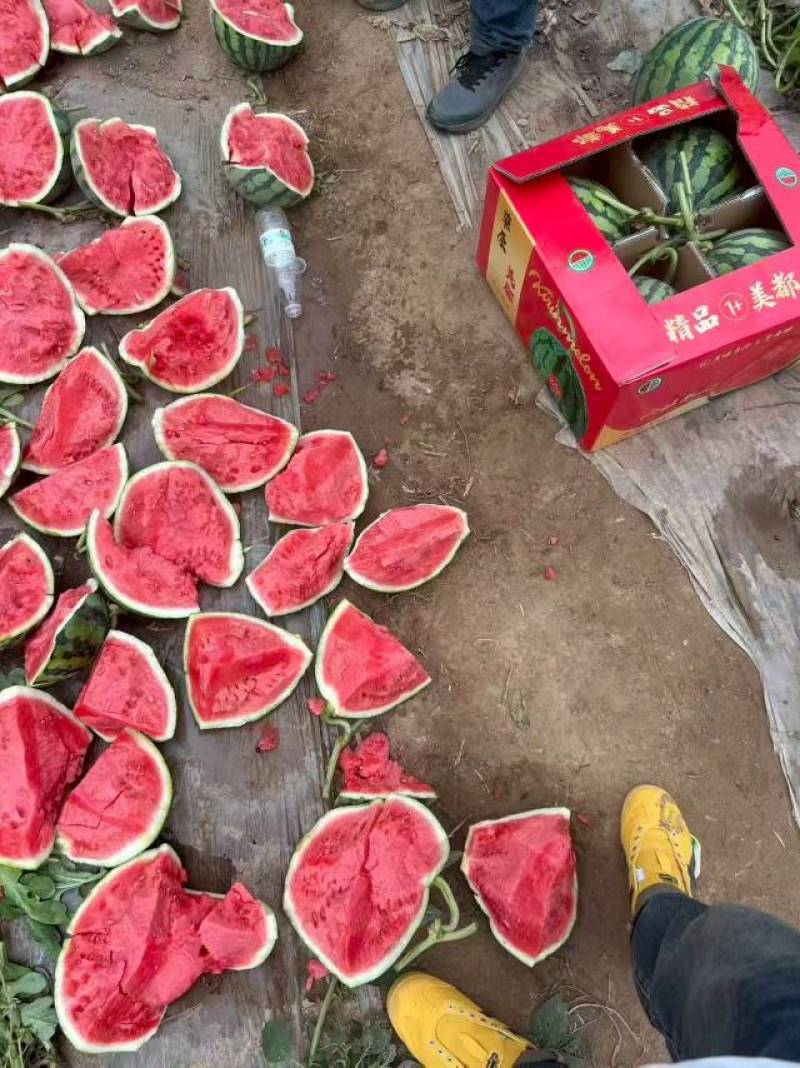 夏邑精品美都无籽西瓜大量供应一手货源欢迎联系要货