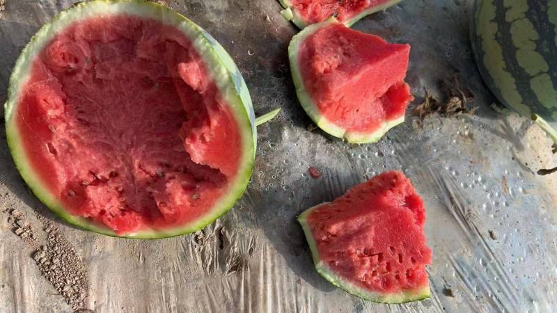 夏邑精品美都无籽西瓜大量供应一手货源欢迎联系要货
