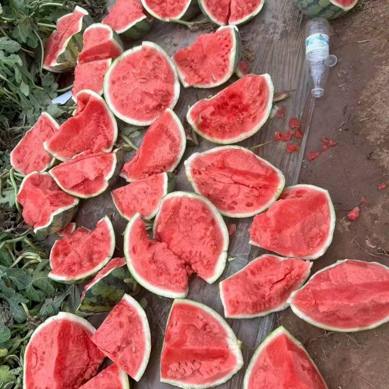 夏邑精品美都无籽西瓜大量供应一手货源欢迎联系要货