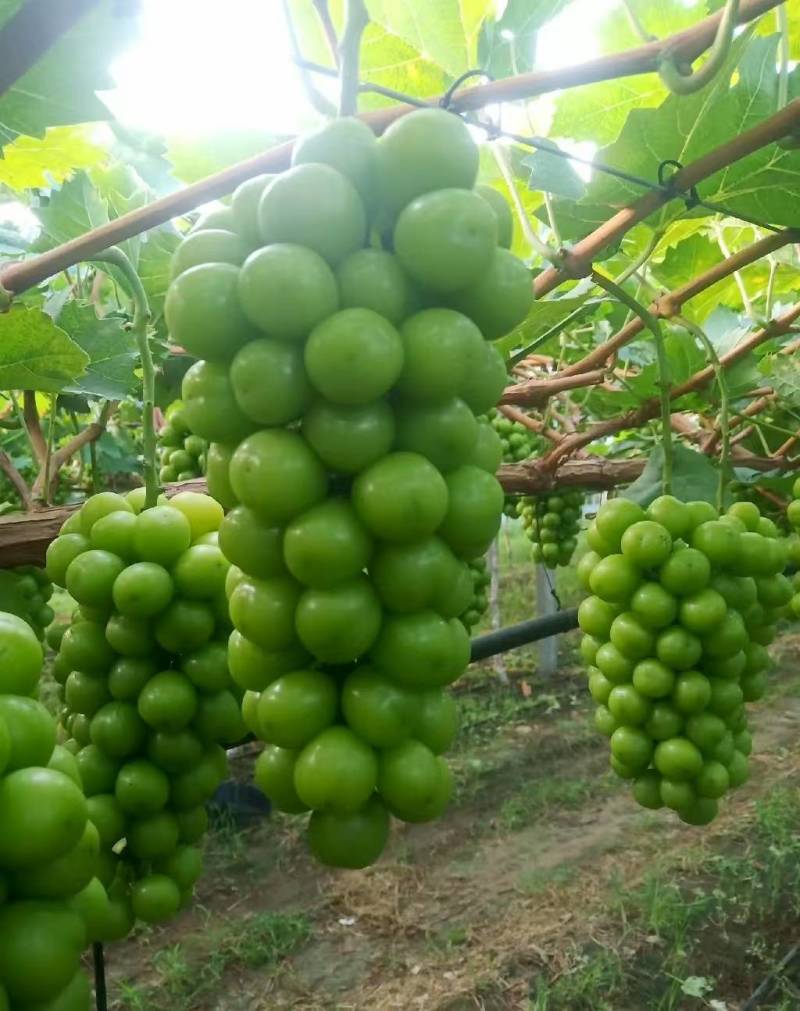 夏邑精品阳光玫瑰鲜货葡萄大量供量大从优欢迎联系