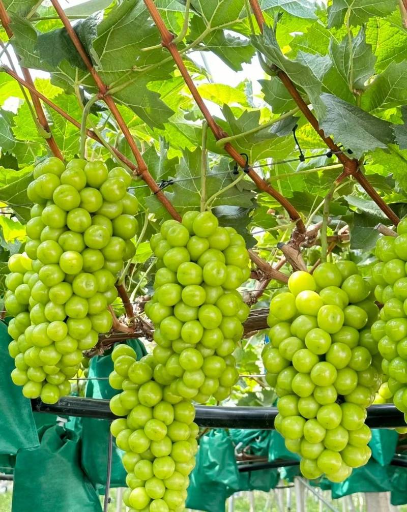 夏邑精品阳光玫瑰鲜货葡萄大量供量大从优欢迎联系