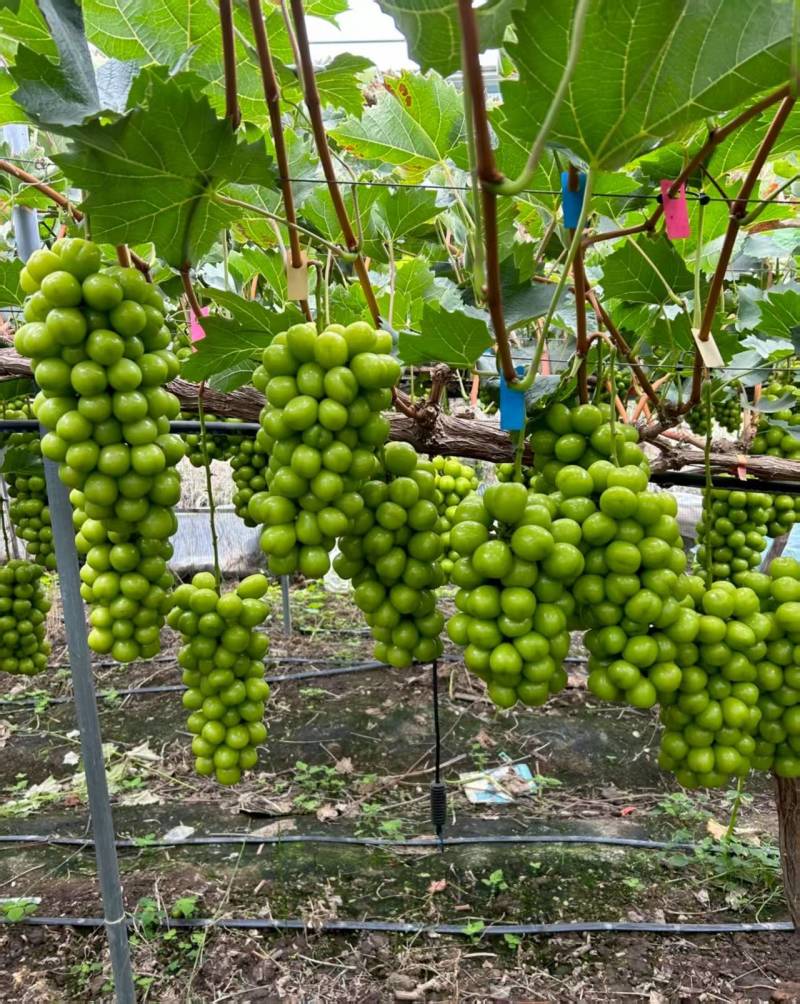 夏邑精品阳光玫瑰鲜货葡萄大量供量大从优欢迎联系