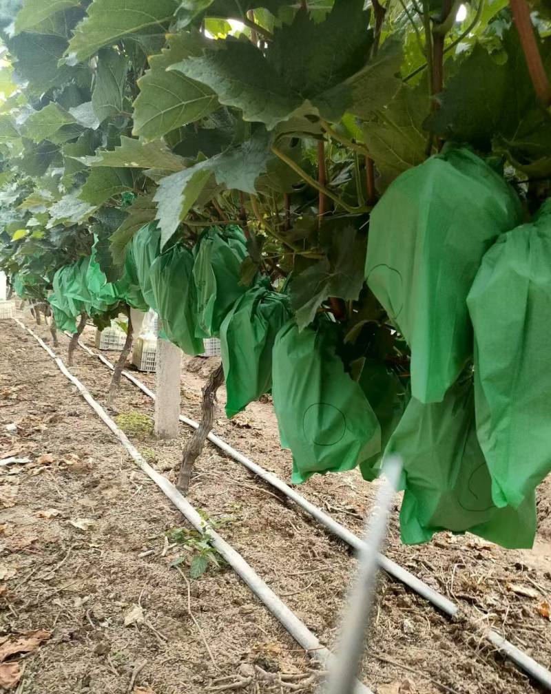 夏邑精品阳光玫瑰鲜货葡萄大量供量大从优欢迎联系