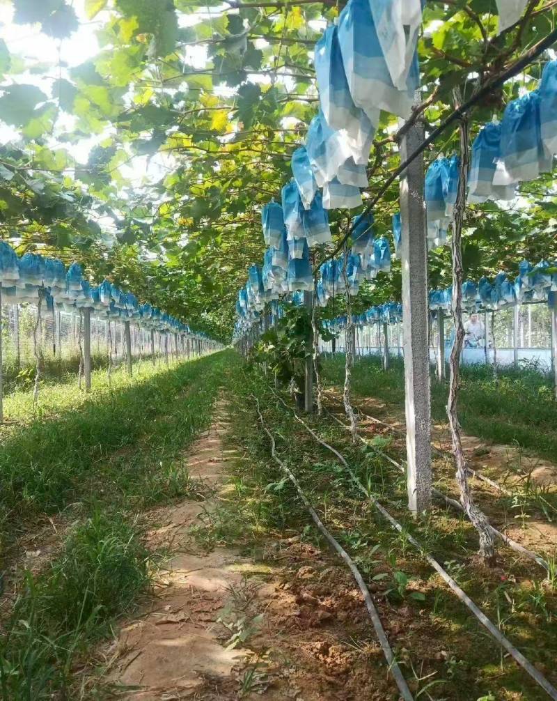 夏邑精品阳光玫瑰鲜货葡萄大量供量大从优欢迎联系