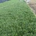 麦冬草坪