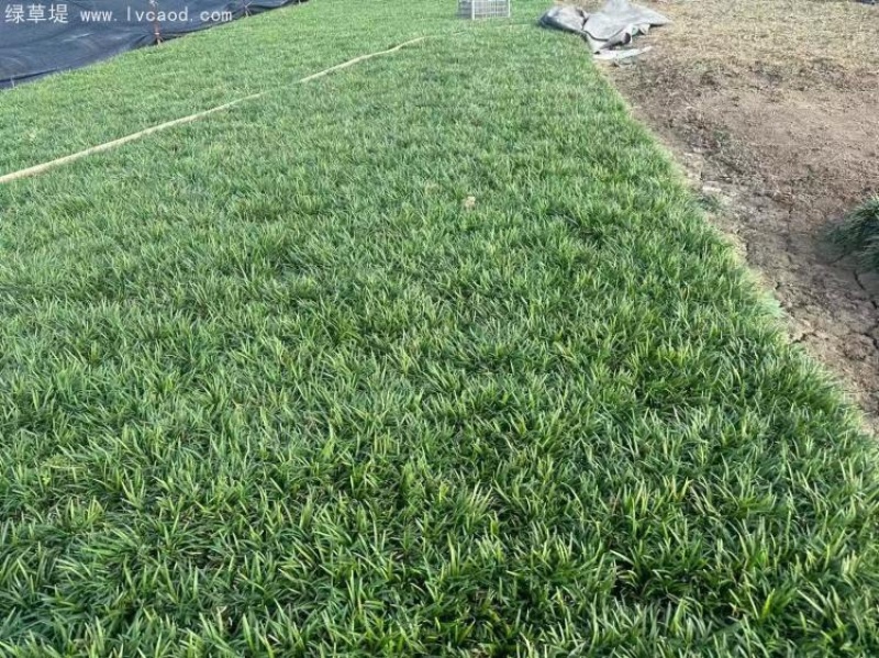 麦冬草坪