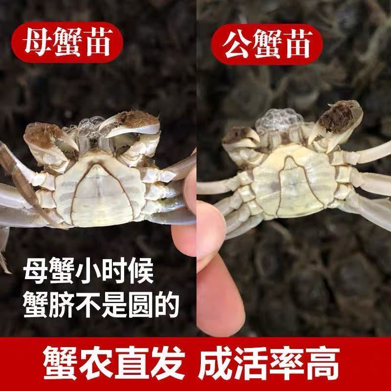 养殖螃蟹苗淡水养殖大闸蟹苗鲜活毛蟹幼苗螃蟹鲜活螃蟹苗新鲜