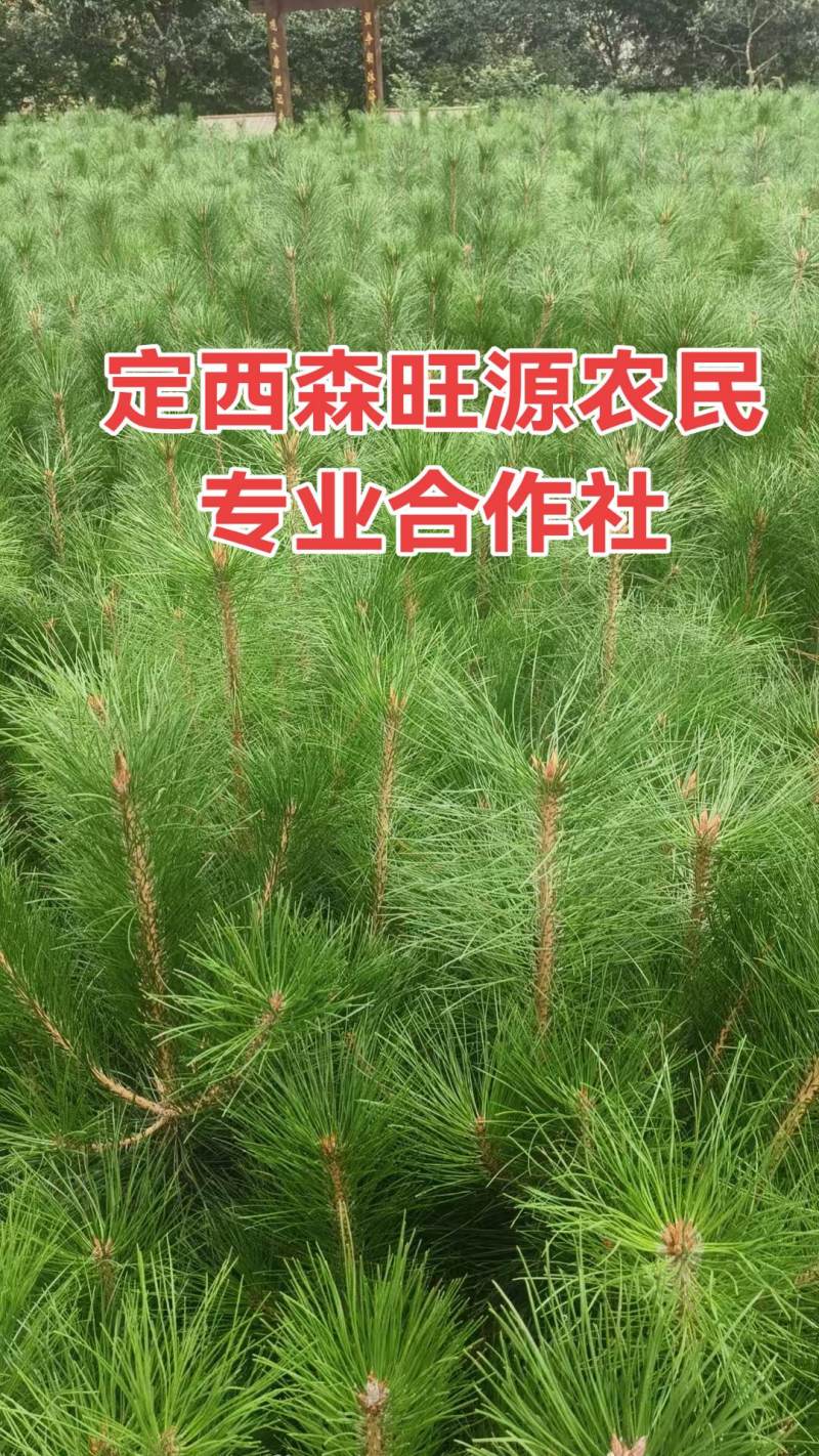 油松18X18.21X21营养杯油松发西藏拉萨，油松