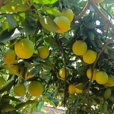 我家泄滩有5万斤夏橙一起出售，***********