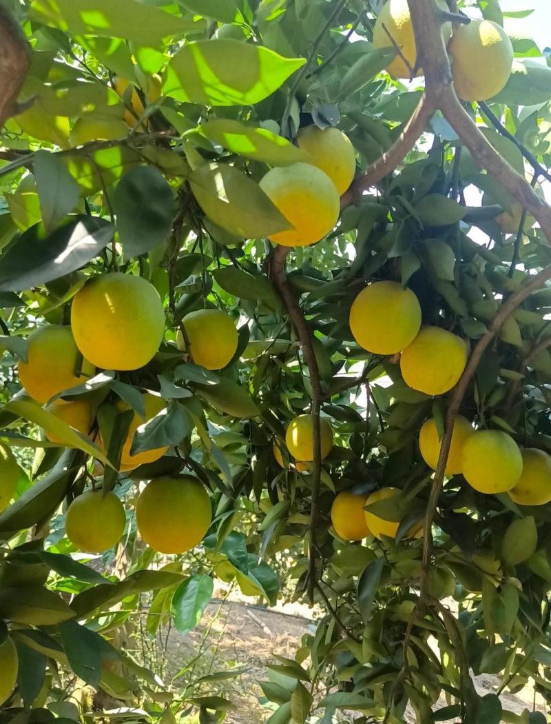 我家泄滩有5万斤夏橙一起出售，***********