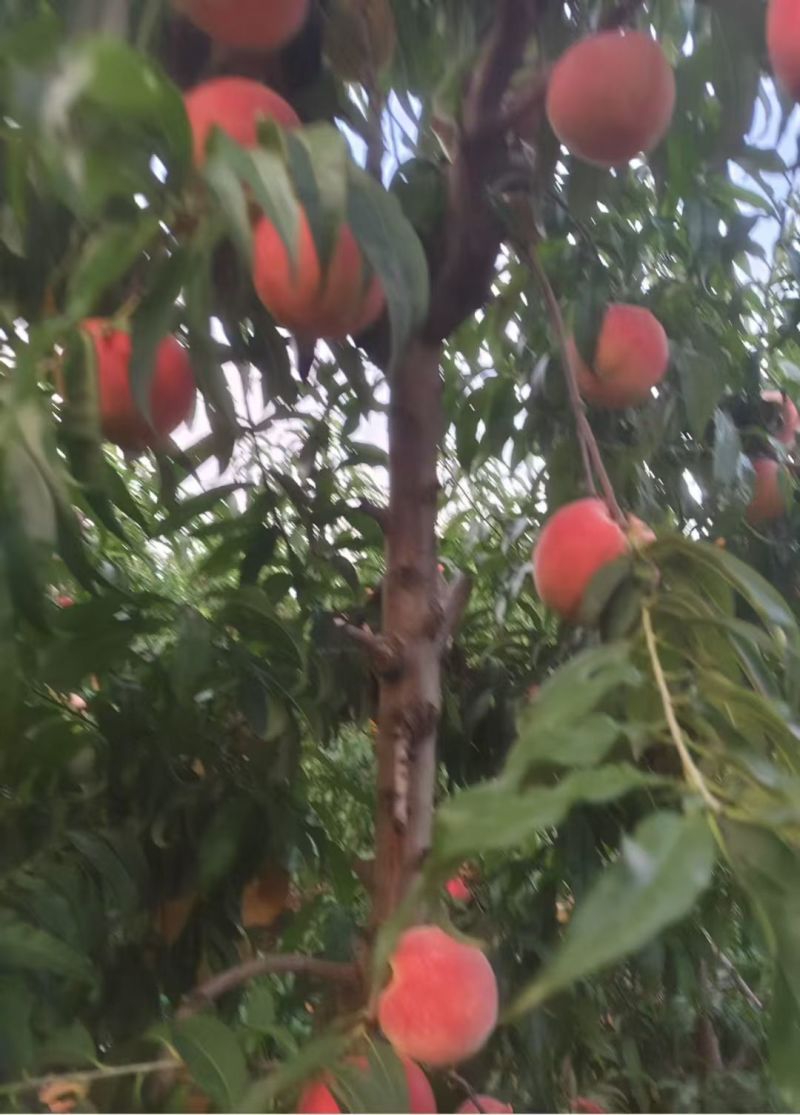 秋桐梨壳大毛桃