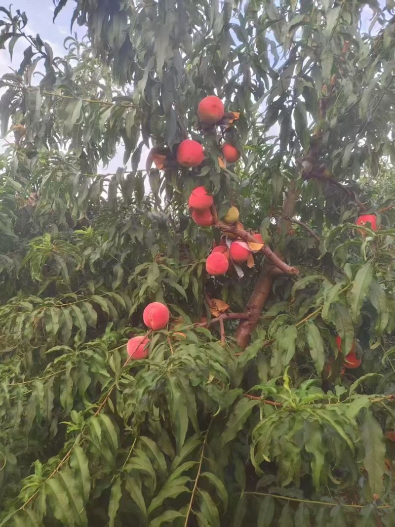秋桐梨壳大毛桃