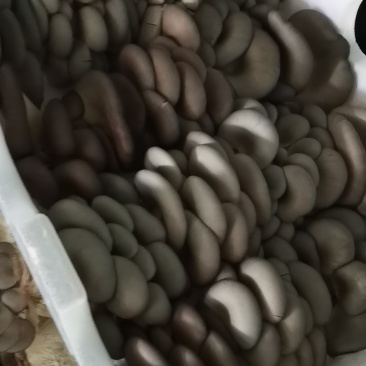 二茬精品中叶蘑菇，基地直销，价格实惠。