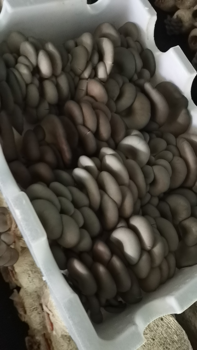 二茬精品中叶蘑菇，基地直销，价格实惠。