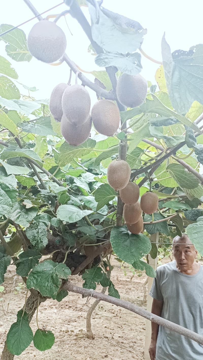 徐香猕猴桃