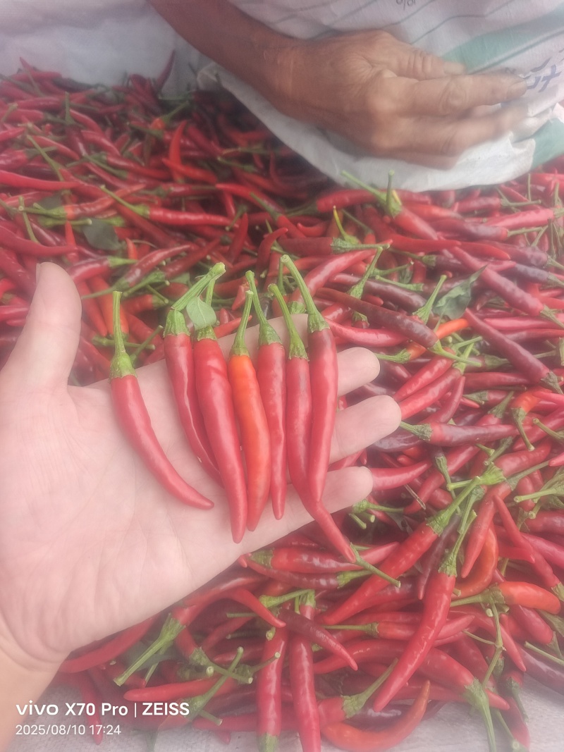 精品小米辣椒