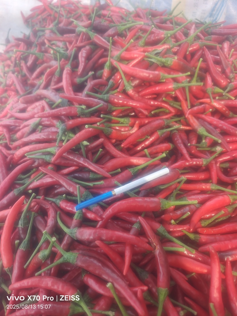精品小米辣椒