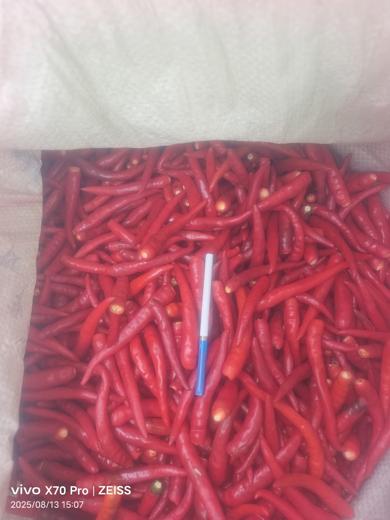 精品小米辣椒